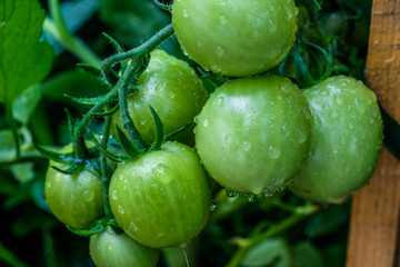 Green tomatoes growing in garden