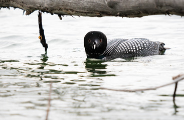 Obraz premium Canadian loon in the wild