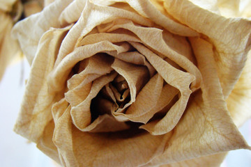 dry white rose close-up on light background