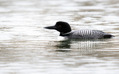 Canadian loon in the wild