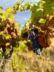 Fototapeta premium grapes on vine