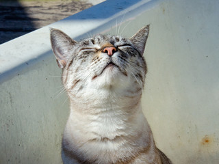 close up on grey tabby cat face smelling up at the sun