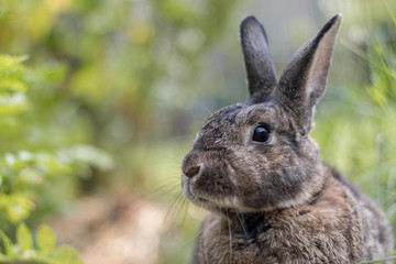 Gray garden rabbit soft light selective focus shallow DOF