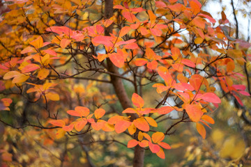 Background of colorful autumn leaves. Autumn. Defoliation. Beautiful cotinus coggygria tree in bright autumn colors.