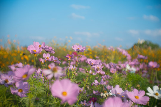 Beautiful pink wild flowers with blue sky in the back.