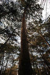 tall tree