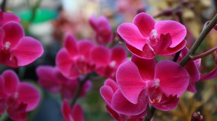 Fototapeta na wymiar orchid bloom in Hong Kong