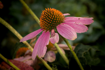 close-up of echinacea on a natural background