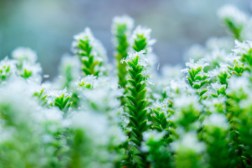 Frozen nature with green plants. Green background. High resolution photo. 