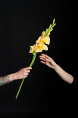 Male hand with tattoos giving yellow gladiolus flower to feminine girlish hand, greeting card or concept