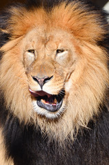 Fototapeta premium Lion headshot