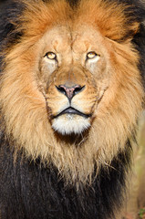Obraz na płótnie Canvas Lion portrait in the zoo