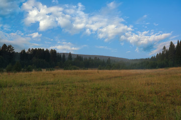 Fototapeta premium Summer landscape green meadow on a background of forest and blue sky.