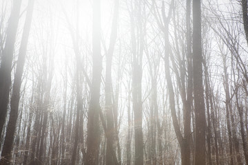 Forest morning haze . Mysterious forest with fog
