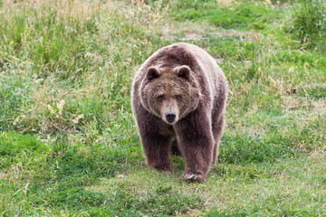 Grizzly Bear Walking with Intention