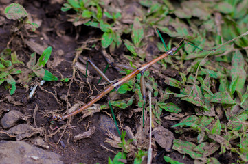 stick insect, camouflaged on the ground