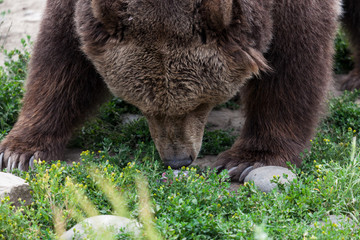 Obraz na płótnie Canvas Grizzly Bear Smelling Food