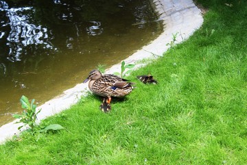 Enten am Teich