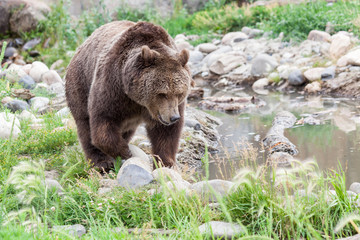 Plakat Grizzly Bear Next to a Pond
