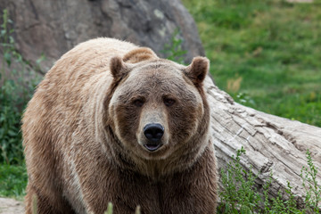 Grizzly Bear Face Close Up