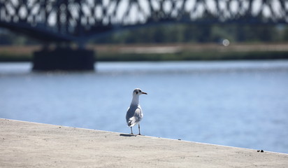 seagull on the background of the bridge,Płock,Poland