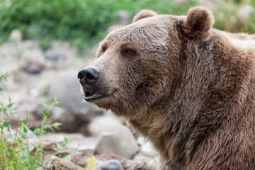 Grizzly Bear Pout