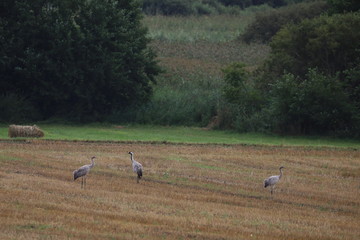 cranes, flock of birds on the meadow ,Poland 