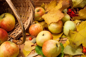 Naklejka na ściany i meble apples on dry leaves