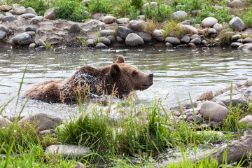 Grizzly Bear Bath Splash