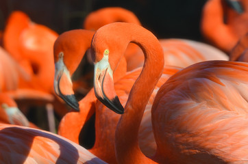 orange flamingo in the zoo