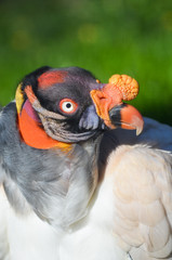 King Vulture portrait in natural light with green background