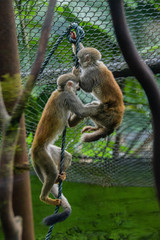 Monkey standing in zoo between branches and rocks
