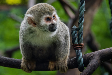 Monkey standing in zoo between branches and rocks
