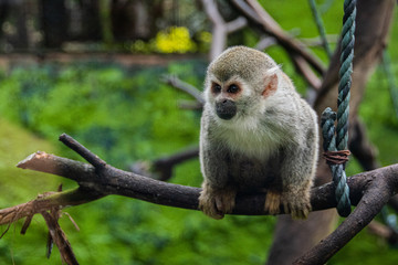 Monkey standing in zoo between branches and rocks
