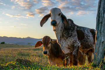 calves of cattle breed gir in the pasture with blue sky background.