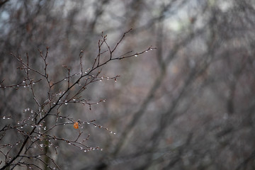 Muddy tree branch in the rain