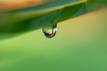 Obraz premium Drop of water on leaf