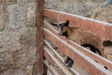 Brown Goat Behind The Fence