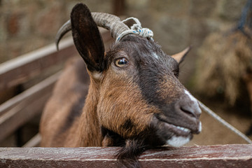 Fototapeta premium Brown Goat Behind The Fence