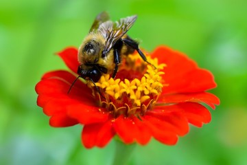 Bumblebee Pollinating A Zinnia Flower Closeup