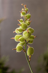 Plants growing on a rainy enviroment