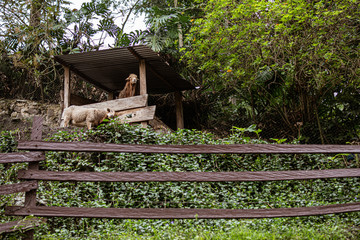 Brown Goat Behind The Fence
