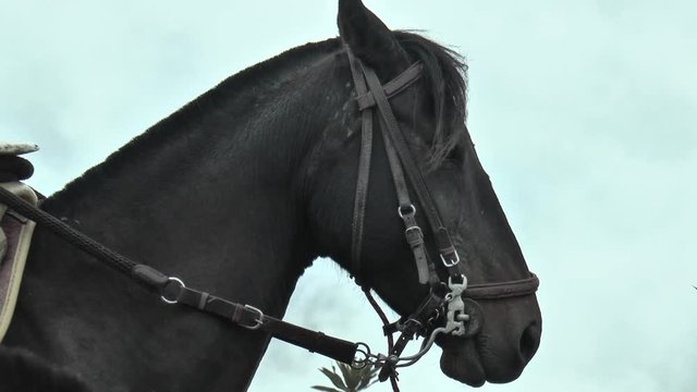 Caballo Negro