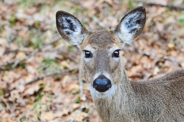 Deer headshot in autumn forest