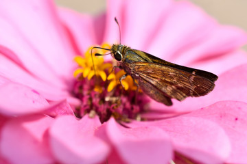 Skipper Butterfly On Pink Zinnia Flower