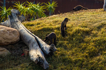 monkeys and a log