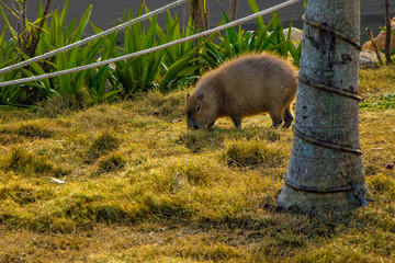 wombat in the grass