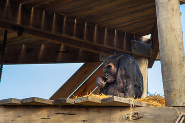 monkey sitting on a deck