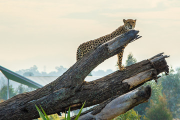 Leapord up a tree log