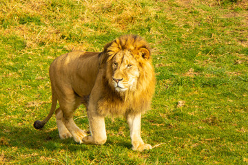 Lion stroling